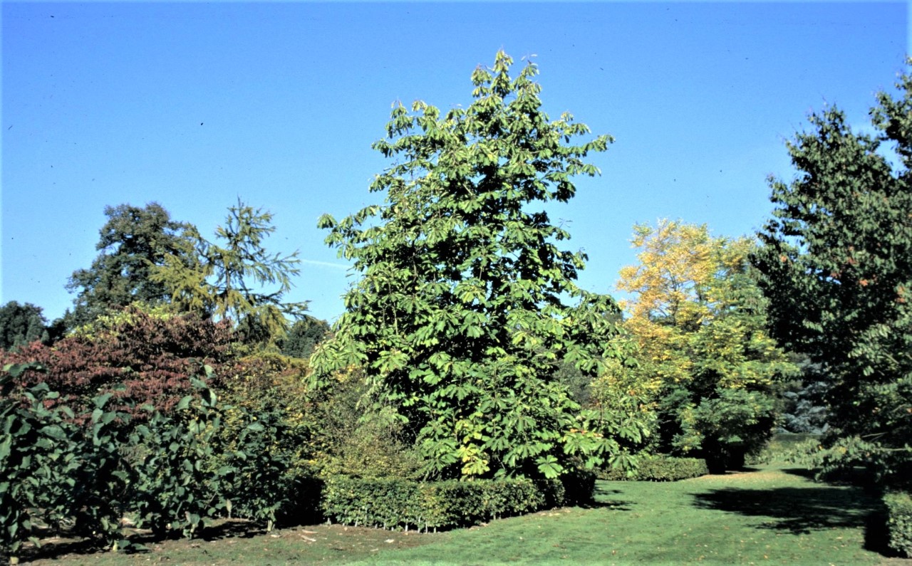 magnolia officinalis var biloba